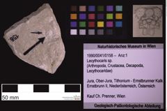 Foto (Objekt + Etiketten) von Lecythocaris sp. (NHMW-GEO-1990-0041-0158)